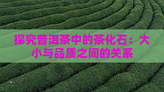 探究普洱茶中的茶化石：大小与品质之间的关系