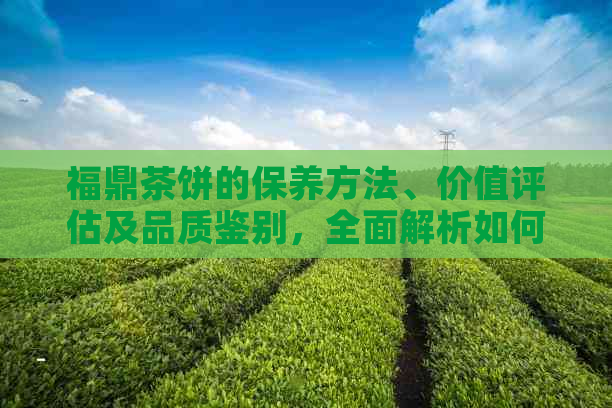 福鼎茶饼的保养方法、价值评估及品质鉴别，全面解析如何选购和保存这种名茶