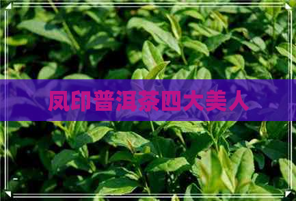 凤印普洱茶四大美人