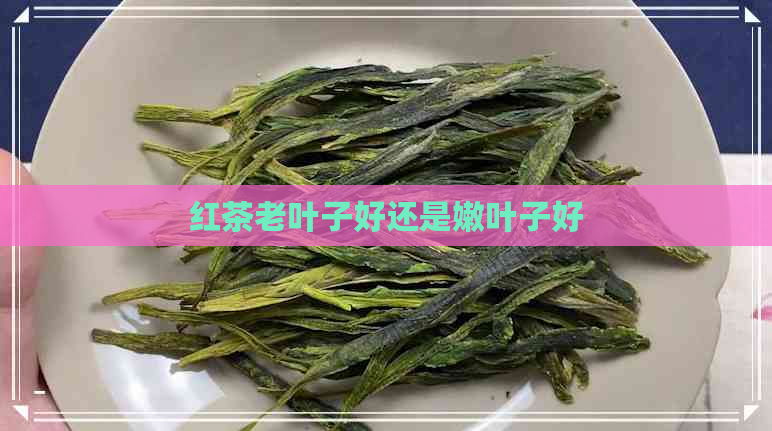 红茶老叶子好还是嫩叶子好