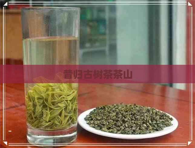 昔归古树茶茶山