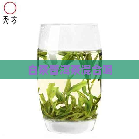 白茶普洱茶混合喝