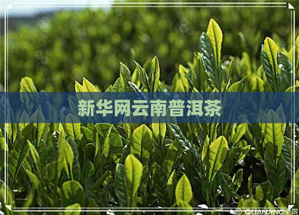 新华网云南普洱茶