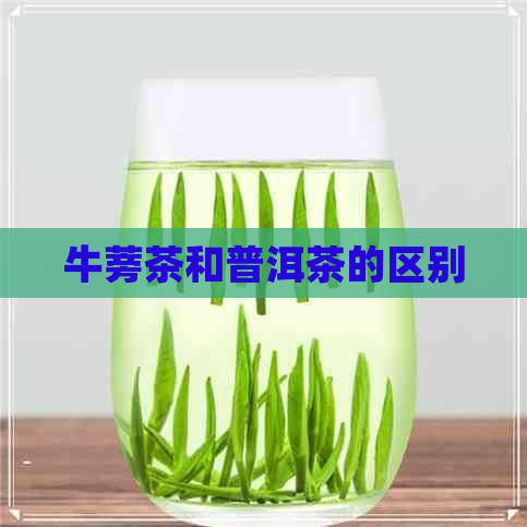 牛蒡茶和普洱茶的区别