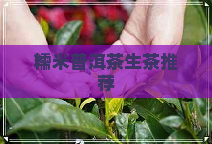 糯米普洱茶生茶推荐