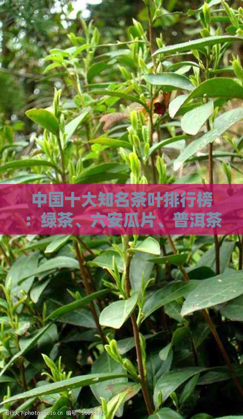 中国十大知名茶叶排行榜：绿茶、六安瓜片、普洱茶等佳茗尽在其中