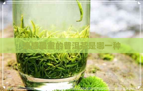 凉感最重的普洱茶是哪一种