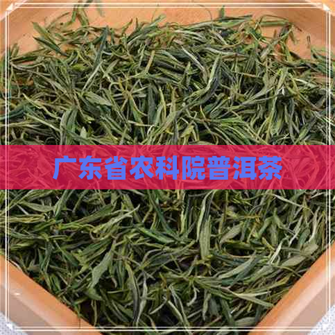 广东省农科院普洱茶