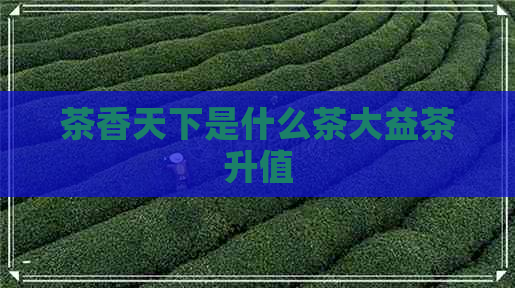 茶香天下是什么茶大益茶升值