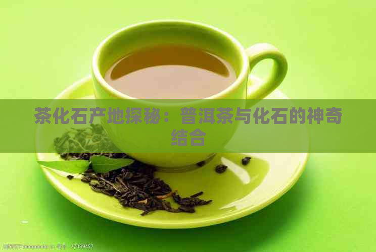 茶化石产地探秘：普洱茶与化石的神奇结合