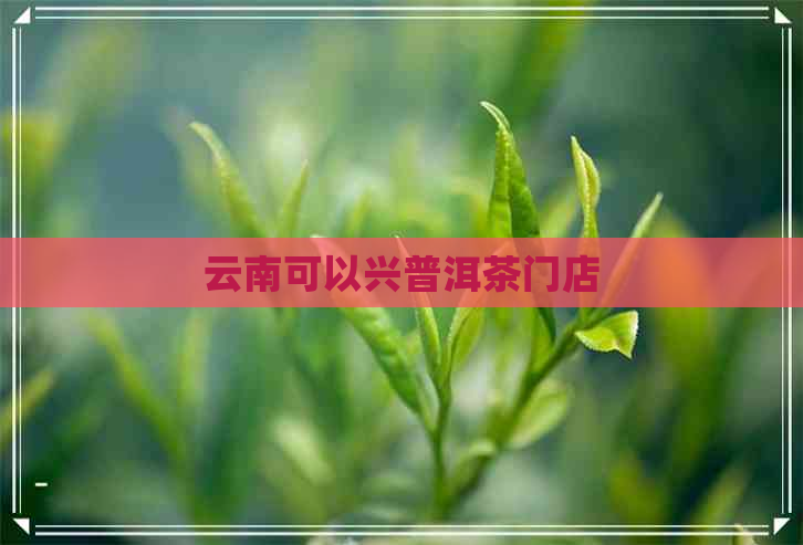 云南可以兴普洱茶门店