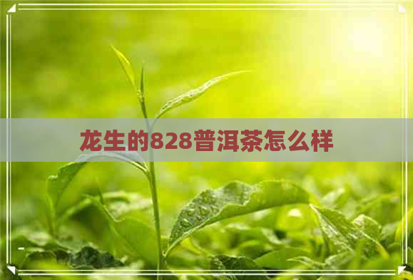 龙生的828普洱茶怎么样