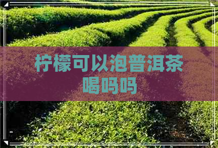 柠檬可以泡普洱茶喝吗吗