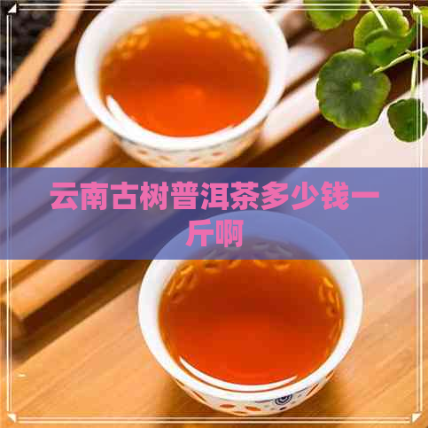 云南古树普洱茶多少钱一斤啊