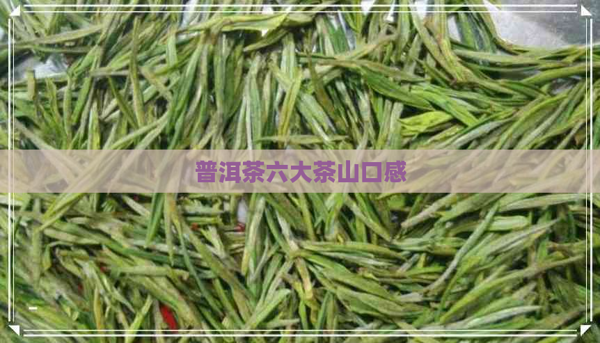 普洱茶六大茶山口感