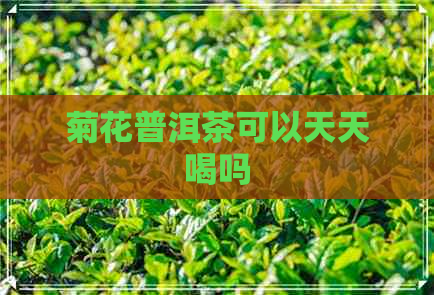 菊花普洱茶可以天天喝吗