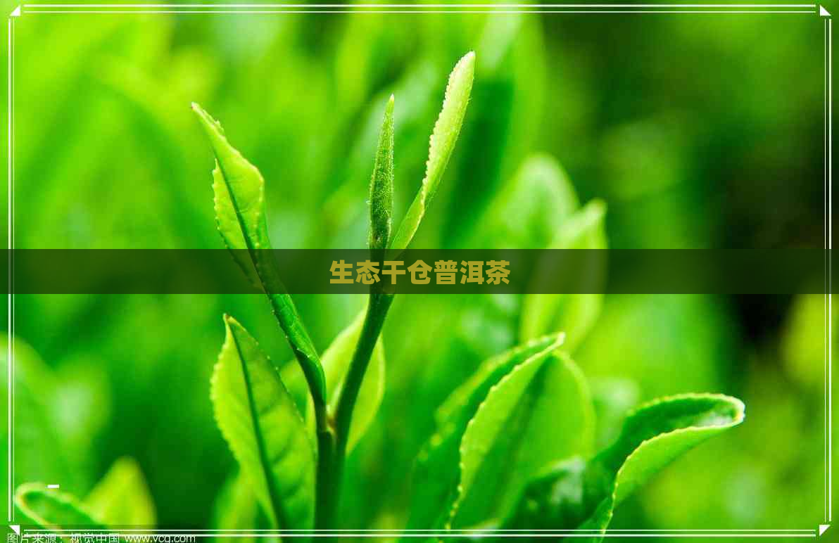 生态干仓普洱茶