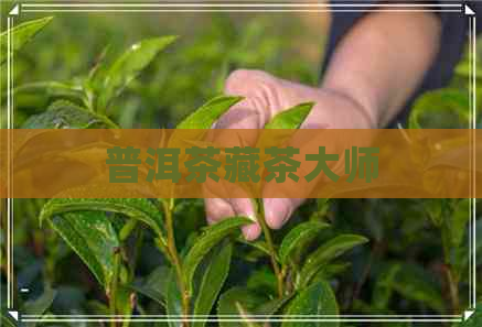 普洱茶藏茶大师