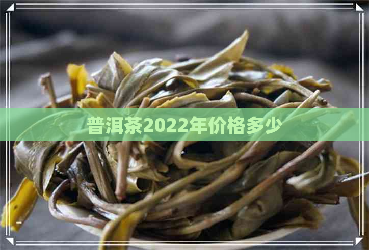 普洱茶2022年价格多少