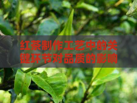 红茶制作工艺中的关键环节对品质的影响分析