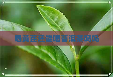 喝黄芪还能喝普洱茶吗吗