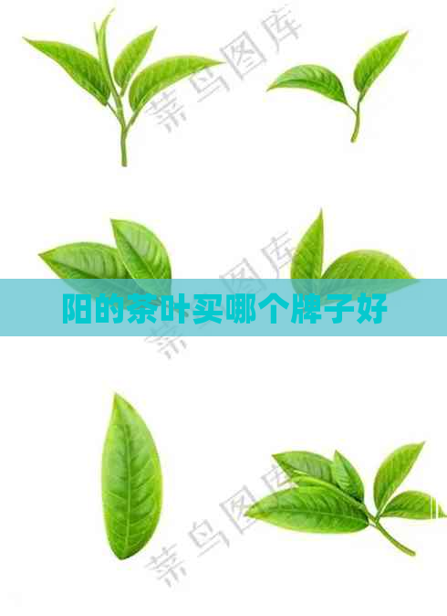 阳的茶叶买哪个牌子好