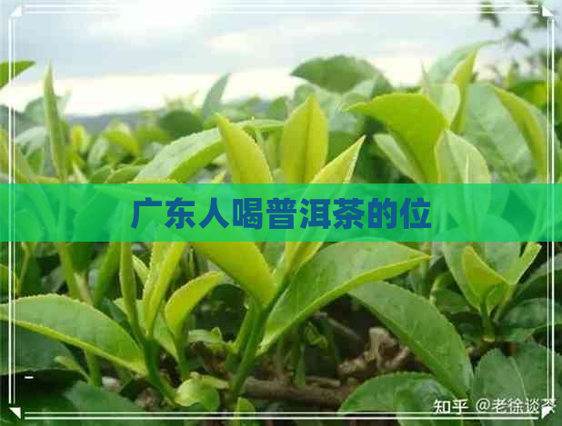 广东人喝普洱茶的位