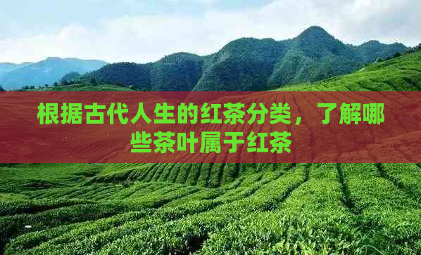 根据古代人生的红茶分类，了解哪些茶叶属于红茶