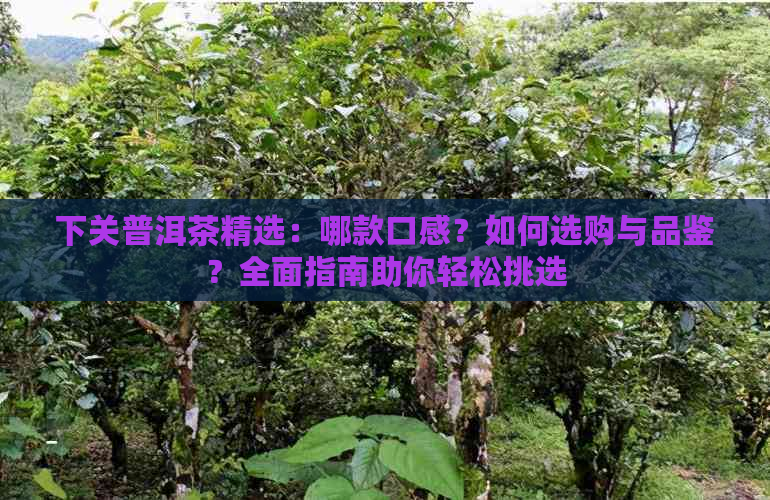 下关普洱茶精选：哪款口感？如何选购与品鉴？全面指南助你轻松挑选