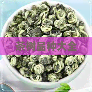 茶树品种大全