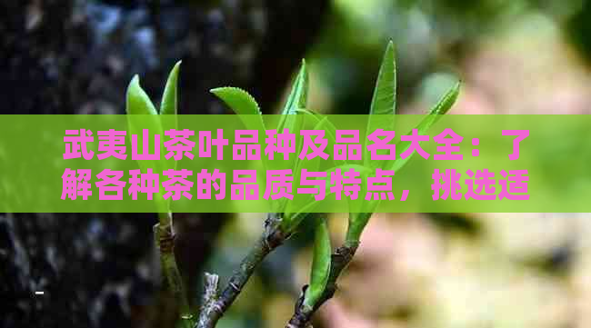 武夷山茶叶品种及品名大全：了解各种茶的品质与特点，挑选适合自己的茶