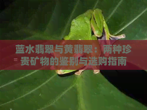 蓝水翡翠与黄翡翠：两种珍贵矿物的鉴别与选购指南