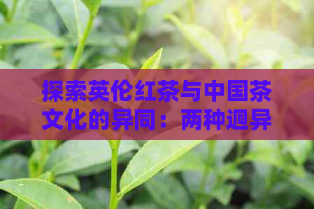 探索英伦红茶与中国茶文化的异同：两种迥异口味的茶品对比