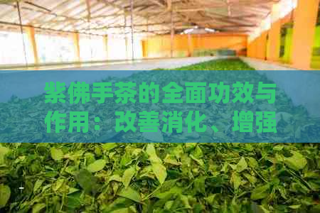 紫佛手茶的全面功效与作用：改善消化、增强免疫力和抗氧化等多种健益处