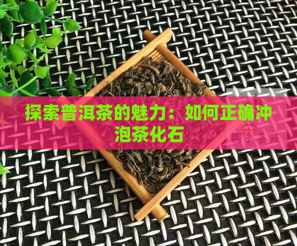 探索普洱茶的魅力：如何正确冲泡茶化石