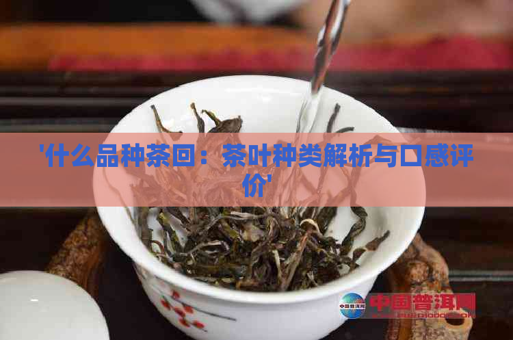 '什么品种茶回：茶叶种类解析与口感评价'