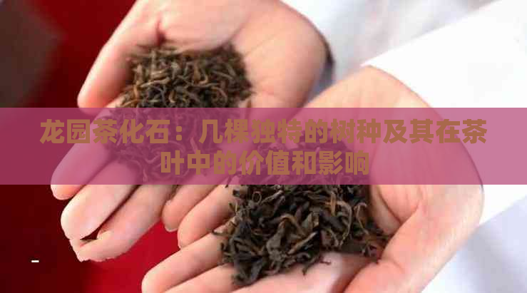 龙园茶化石：几棵独特的树种及其在茶叶中的价值和影响