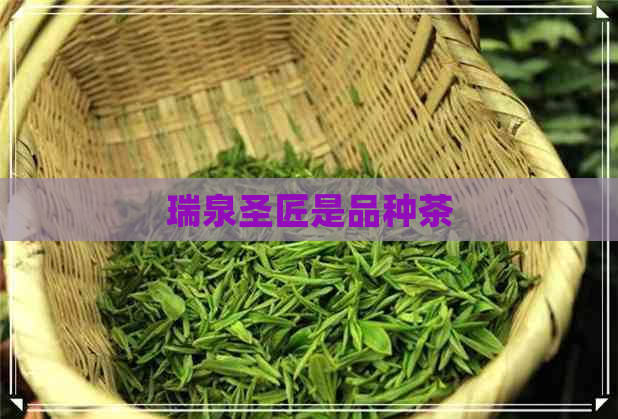 瑞泉圣匠是品种茶