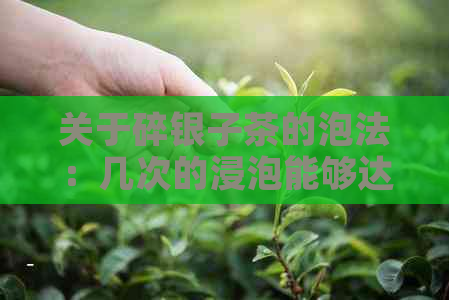 关于碎银子茶的泡法：几次的浸泡能够达到口感？