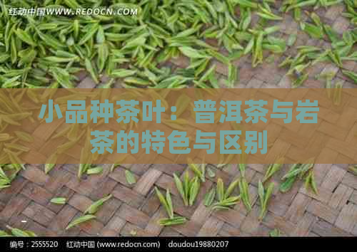 小品种茶叶：普洱茶与岩茶的特色与区别