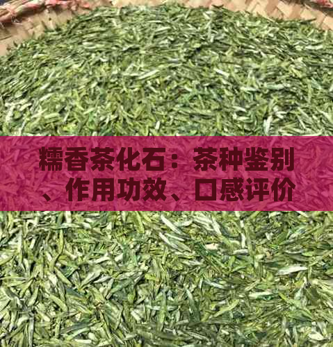 糯香茶化石：茶种鉴别、作用功效、口感评价与选购技巧