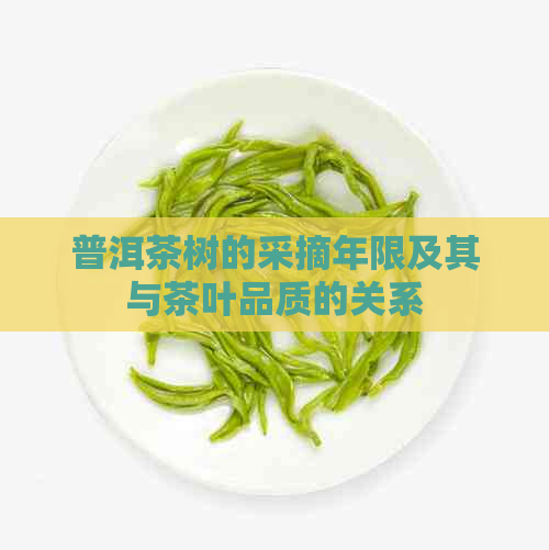 普洱茶树的采摘年限及其与茶叶品质的关系