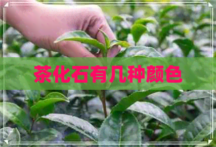 茶化石有几种颜色