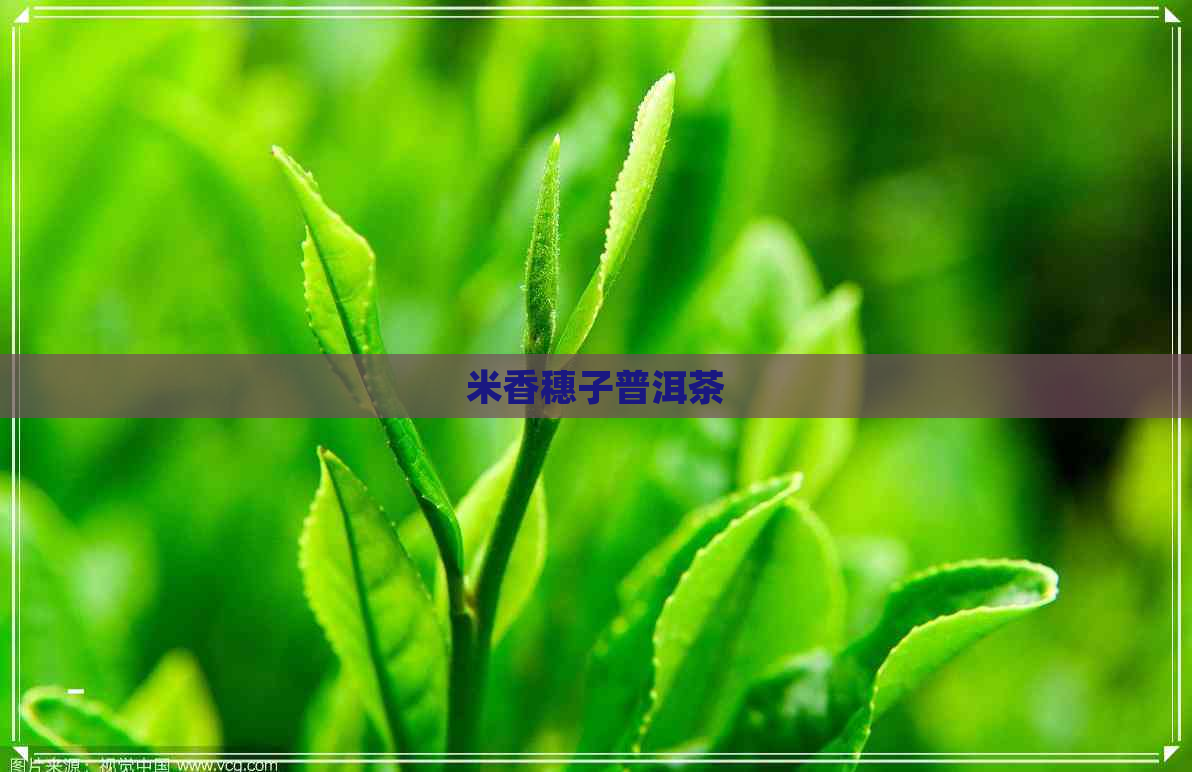 米香穗子普洱茶