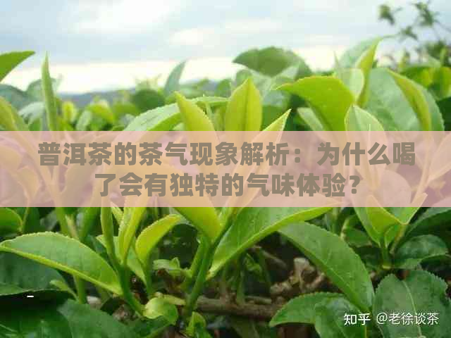 普洱茶的茶气现象解析：为什么喝了会有独特的气味体验？