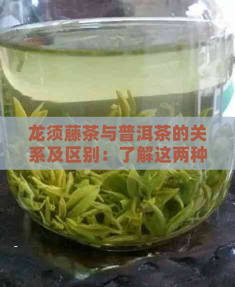 龙须藤茶与普洱茶的关系及区别：了解这两种茶叶的特性和产地