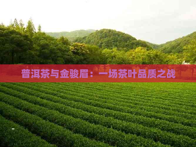 普洱茶与金骏眉：一场茶叶品质之战