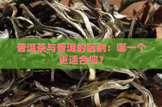 普洱茶与普洱的区别：哪一个更适合您？