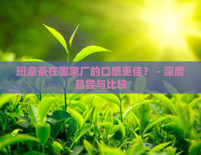 班章茶在哪家厂的口感更佳？ - 深度品尝与比较