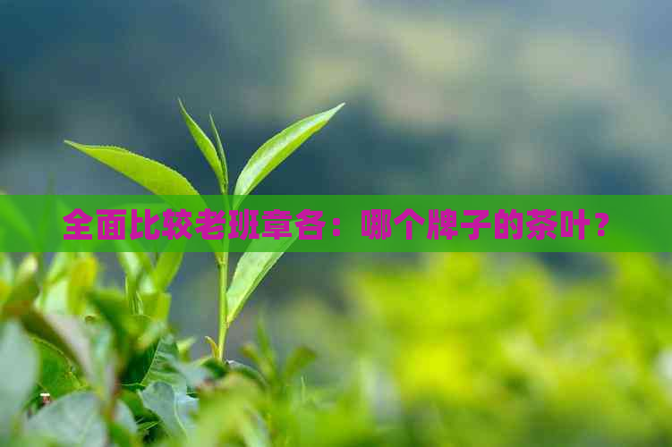 全面比较老班章各：哪个牌子的茶叶？